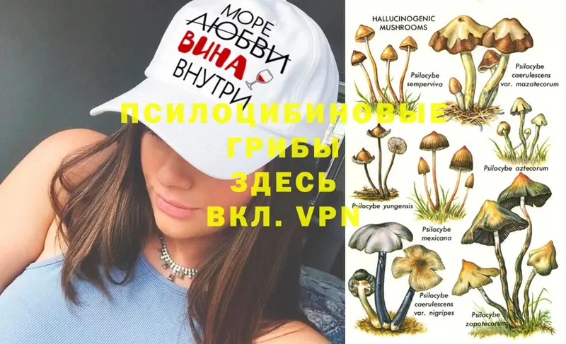 Псилоцибиновые грибы Psilocybe  купить наркоту  Ставрополь 